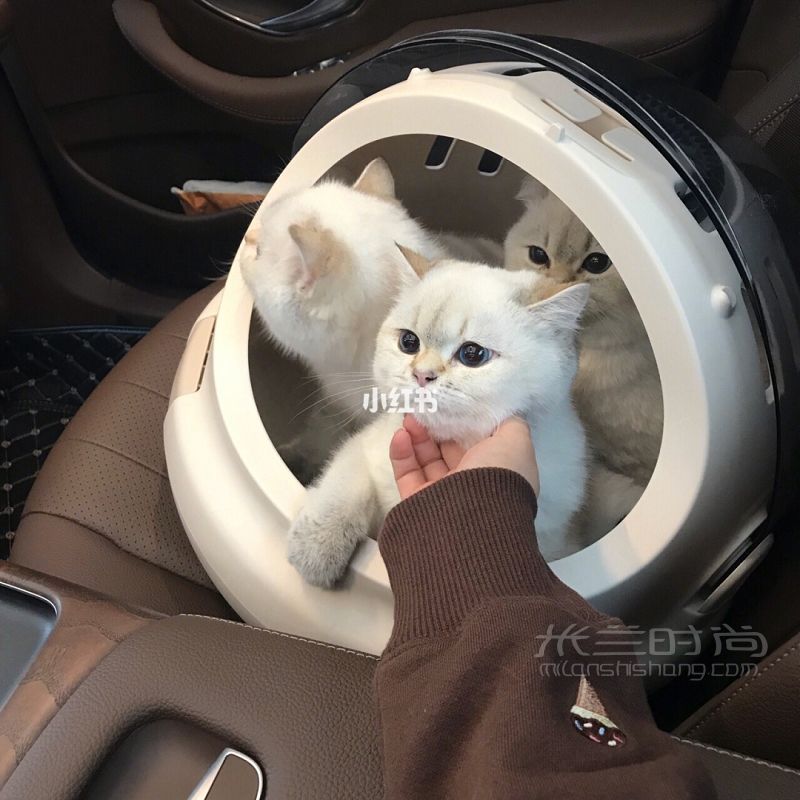【貓奴的外出】寵物包貓奴_2