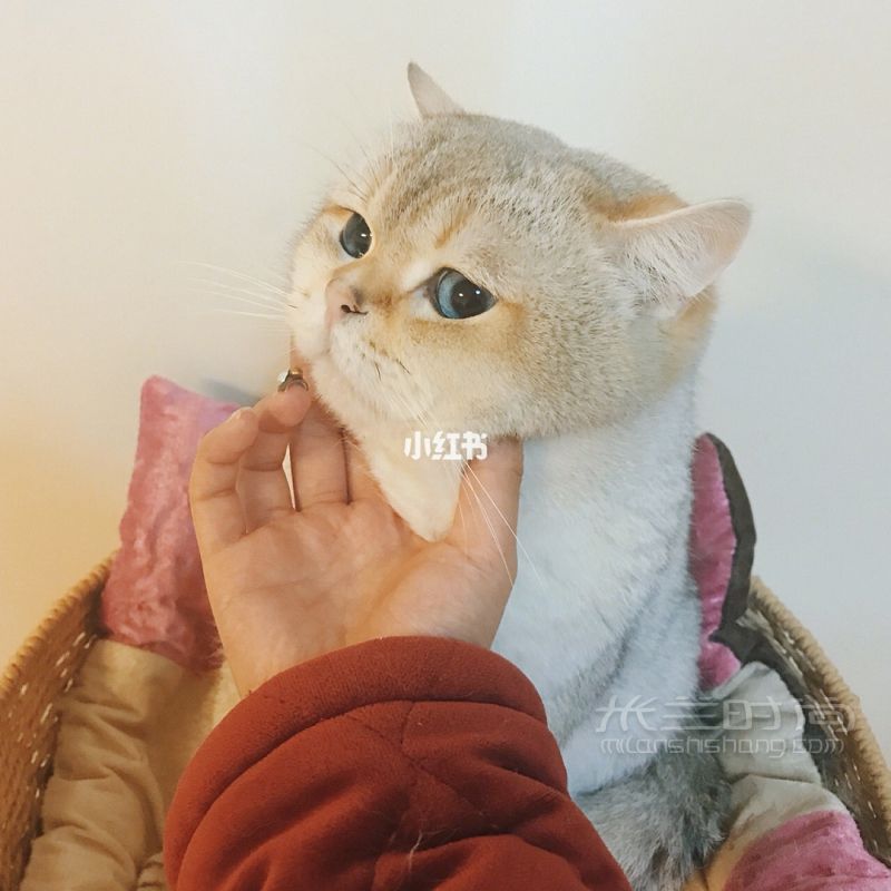 【貓奴的外出】寵物包貓奴_3