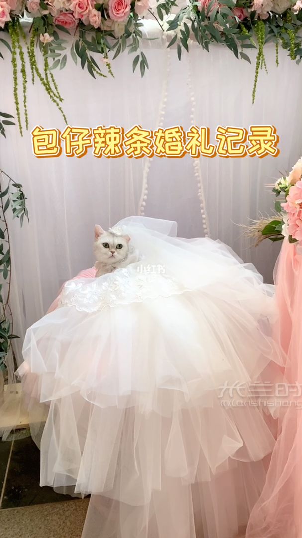 包仔辣條的婚禮記錄 《包仔辣條結婚記》_1