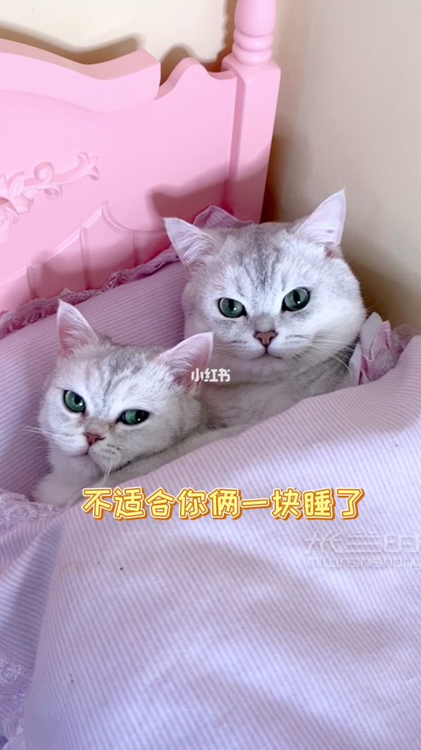包仔想給辣條一個(gè)驚喜 《辣條懷孕記》第四集_1