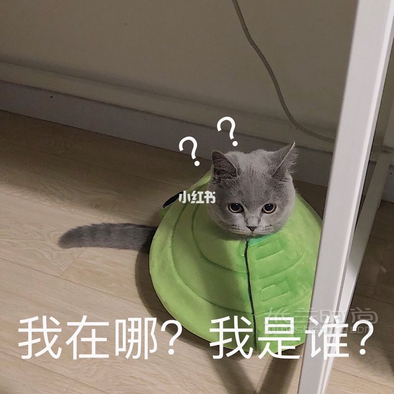 【新手養(yǎng)貓全攻略】必需品list貓砂-驅(qū)蟲貓罐頭_9