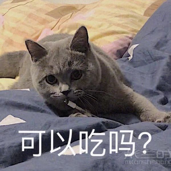 【新手養(yǎng)貓全攻略】必需品list貓砂-驅(qū)蟲貓罐頭_8
