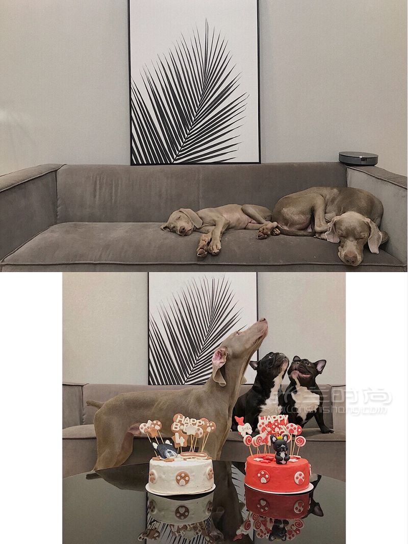 養(yǎng)一條超適合拍片的狗 小眾帥狗威瑪獵犬_8