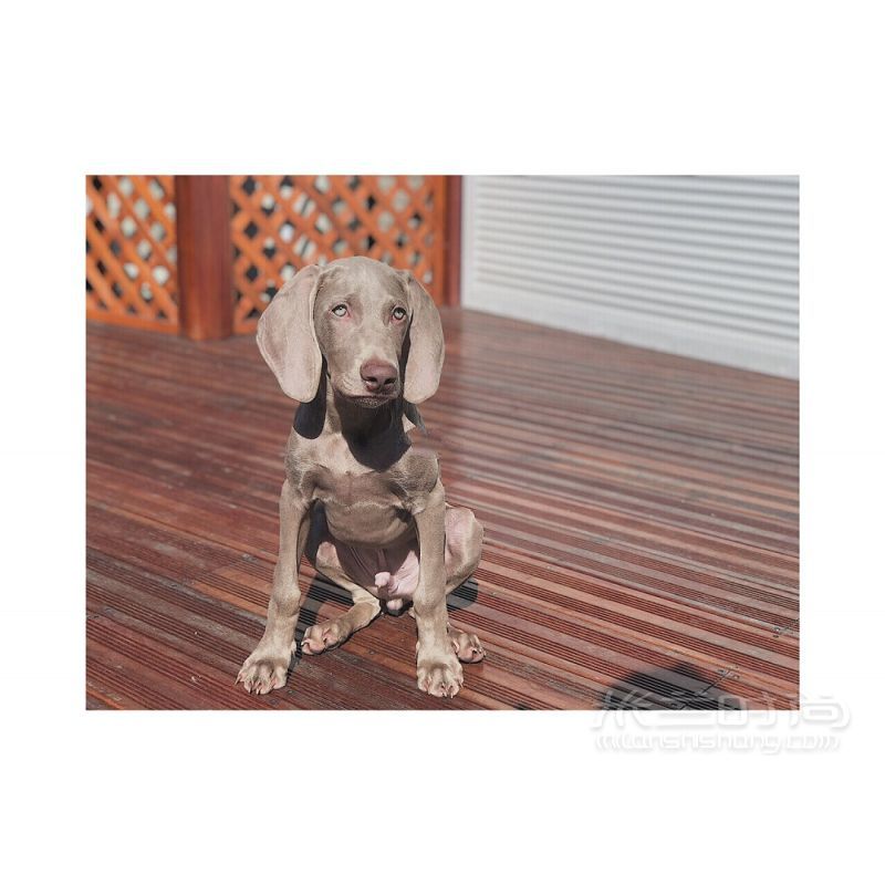 養(yǎng)一條超適合拍片的狗 小眾帥狗威瑪獵犬_5