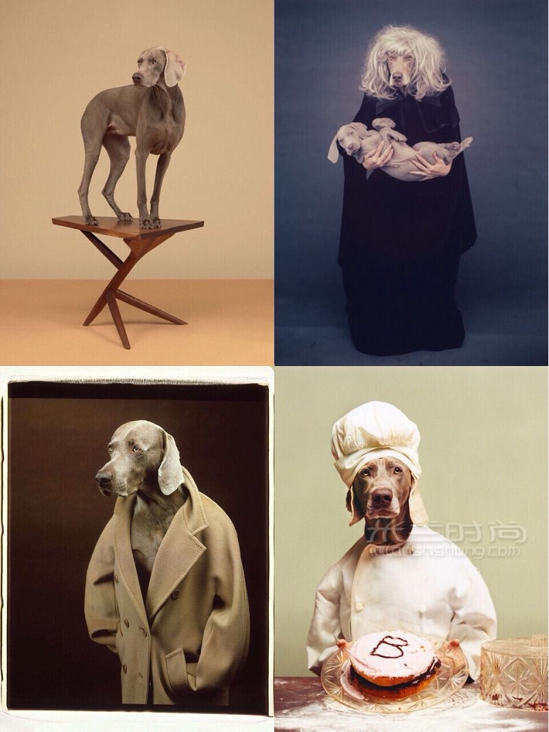 養(yǎng)一條超適合拍片的狗 小眾帥狗威瑪獵犬_2