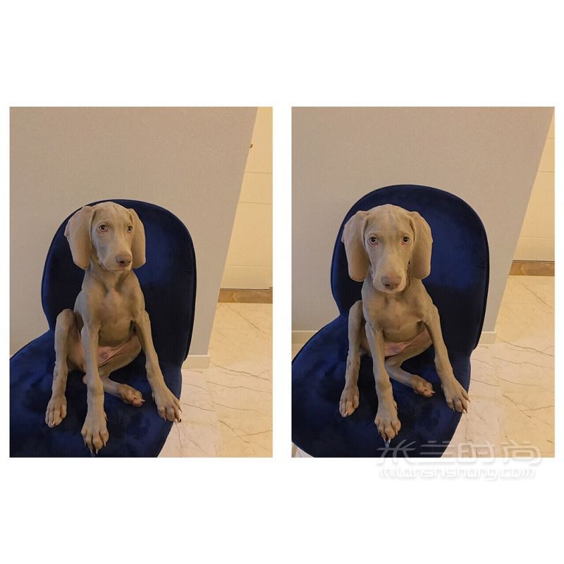 養(yǎng)一條超適合拍片的狗 小眾帥狗威瑪獵犬_6