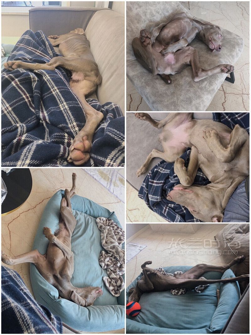 養(yǎng)一條超適合拍片的狗 小眾帥狗威瑪獵犬_9