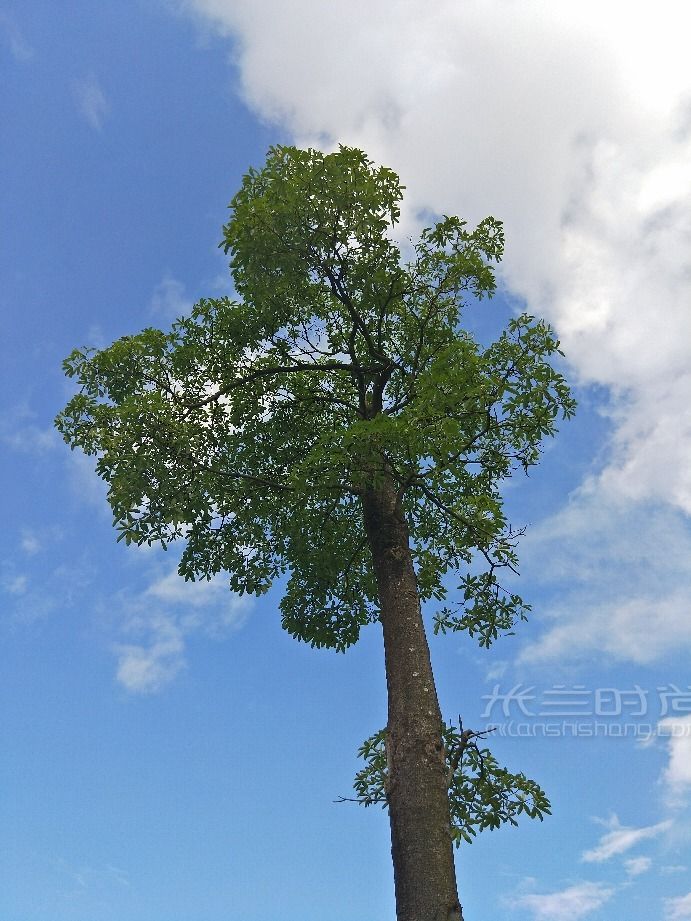 英語(yǔ) 法語(yǔ)名 蘇格蘭植樹(shù)節(jié)去哪玩_5
